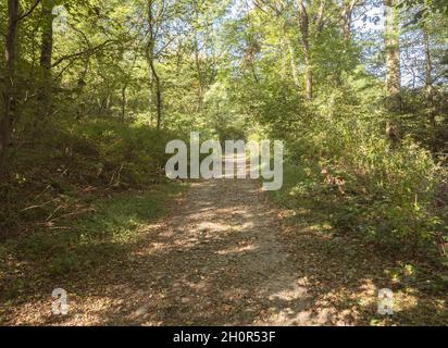 Sonniger Schotterweg im Wald, bedeckt mit gefallenen Blättern in der Herbstsaison. Stockfoto