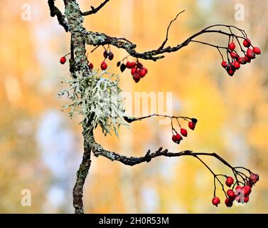 Rote und reife Bergaschbeeren mit Flechten auf gelbem Herbstgrund Stockfoto