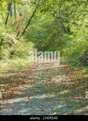 Schotterweg im Wald, bedeckt mit gefallenen Blättern in der Herbstsaison. Sonnenstrahlen dringen in die Bäume ein. Stockfoto