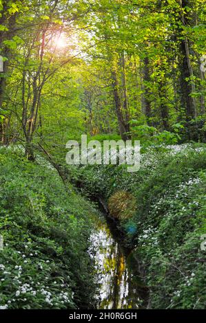 Wilder Knoblauch (Allium ursinum) wächst entlang der Ufer eines Baches in alten Wäldern, East Yorkshire, England Stockfoto