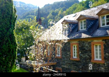 DEU, Deutschland, Rheinland-Pfalz, Bernkastel-Kues, 10.10.2021: Bluehendes Wildkraut vor einem alten Schieferhaus in Bernkastel-Kues an der Mosel Stockfoto