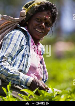 NUWARA ELIYA, SRI LANKA - 16. FEBRUAR 2018 : Porträt einer undefinierten Arbeitsfrau, die auf der Plantage in der Region Nuwara Eliya in Sri Lanka frische Teeblätter pflückt Stockfoto