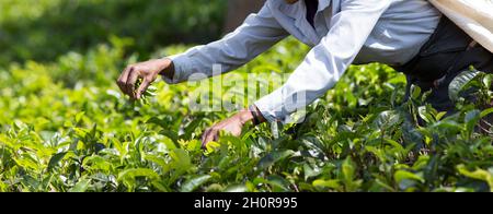 Nahaufnahme von weiblichen Händen, die auf einer großen Plantage in Sri Lanka frische Teeblätter pflücken. Harte Arbeit in Asien Stockfoto