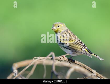 Männlicher ausgewachsener Vogel des Europäischen Serins (Serinus serinus) auf einem Ast, isoliert auf grünem Hintergrund. Portugal, Europa Stockfoto