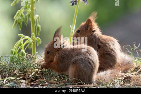 Zwei junge rote Eichhörnchen stehen vor Lupinenblüten Stockfoto