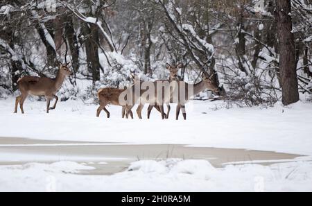 Gruppe von Hinden (Rothirsch Weibchen) auf Schnee im Wald zu Fuß. Wildtiere in natürlichem Lebensraum Stockfoto