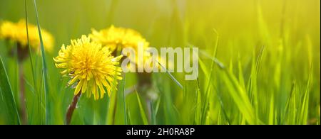 Selektive Nahaufnahme der gelben Elendelionen auf der Frühlingswiese, Banner. Gelbe Blüten im grünen Gras auf dem Feld. Taraxacum officinale Stockfoto