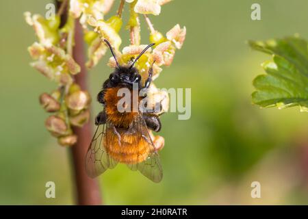 Rotpelzige Sandbiene, Rostrote Sandbiene, Fuchsrote Sandbiene, Weibchen beim Blütenbesuch an Johannisbeere, Andrena Fulva, Andrena armata, Tawny Minin Stockfoto