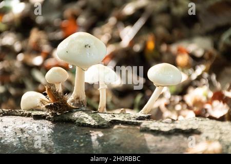 Porzellanpilz (Oudemansiella mucida) auf einer Buche, Großbritannien, im Herbst Stockfoto