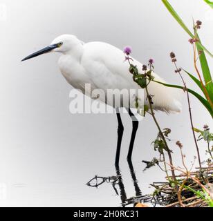 Vogel, kleiner Reiher, (Egretta garzetta) im Wasser stehend, zeigt ein Seitenprofil des Vogels. Tophill Low Nature Reserve, East Yorkshire, England Stockfoto