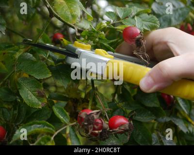 Die Hand eines kaukasischen Gärtners mit einer Schere arbeitet daran, einen wilden Rosenstrauch mit Hagebutten zu beschneiden Stockfoto