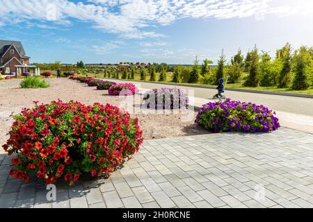 Wunderschönes Blumenbeet mit blühenden leuchtend roten Petunia-Blumen entlang der grünen Kopfsteinpflaster gepflasterten Straße im Stadtparkgarten vor blauem Himmel Stockfoto