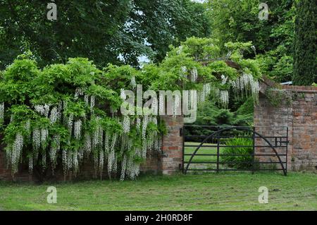 Wisteria floribunda 'Alba' wächst über eine alte Mauer und über einem eingezäunten Torbogen. Stockfoto