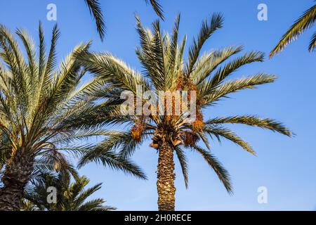 Tropische Palmenblätter am hellblauen Himmel Stockfoto
