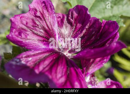 Baummallow (Malva arborea) stammt aus Südeuropa, ist aber inzwischen weit eingebürgert. Hereford UK. August 2021 Stockfoto