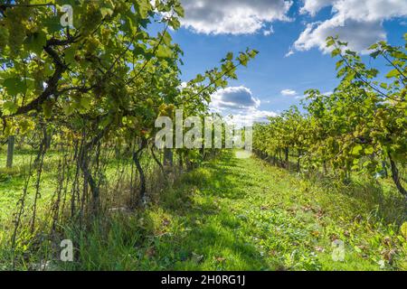 Rebstöcke, die mit Trauben in der Landschaft von Herefordshire ladened werden, September 2021 Stockfoto