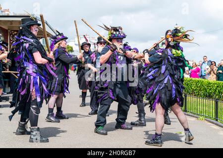 Black Swan Border Morris-Tänzer in ihrem schwarzen und mauvischen Kostüm tanzen auf dem jährlichen Broadstairs Folk Week Festival am Meer. Stockfoto