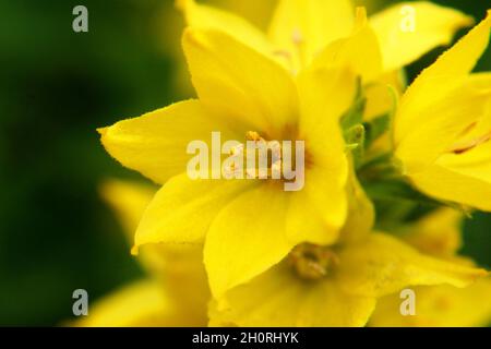 Gelbe Blüten von gepunkteten Loosestreife oder großen gelben Loosestreife oder Kreisblumen oder gefleckten Loosestreife (Lysimachia punctata) aus der Nähe Stockfoto