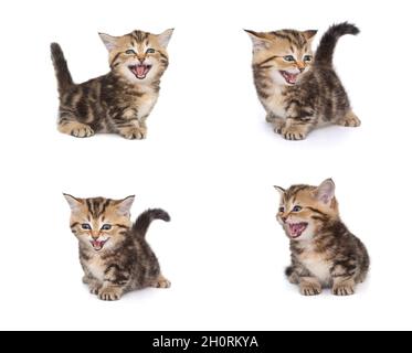 Witziges schottisches Kätzchen miht laut, wie lachend, isoliert auf weißem Hintergrund. Legen Sie vier Fotos fest. Stockfoto