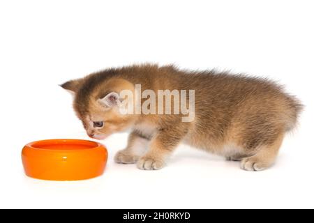 Kleine rote schottische Kätzchen fressen aus einer orangefarbenen Schale, isoliert auf weißem Hintergrund Stockfoto