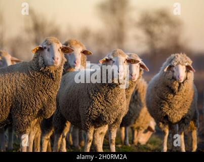 Eine Gruppe von Schafen, die im Winter auf dem Ackerland spazieren und die Kamera betrachten Stockfoto