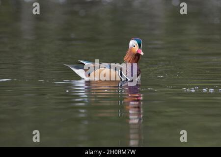 Mandarinente (Aix galericulata). Dies ist ein drake aus der wilden Population, die in Großbritannien gegründet wurde. Die Art ist in Ostasien heimisch. Stockfoto