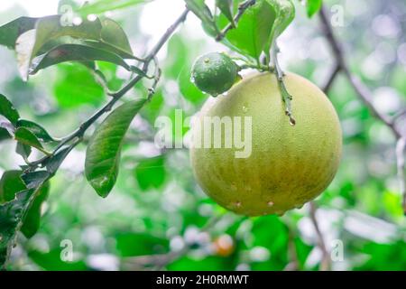 Nahaufnahme von Bio-Pflanzen mit Früchten Pomelo auch bekannt als Pummelo, Schattendock und Kabugaw mit Regentropfen auf den Früchten und Blättern. Stockfoto