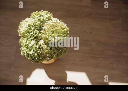 Bouquet von frischen grünen Hortensien, die in Sonnenstrahlen ertrinken, Spiel von Licht und Schatten. Platz kopieren, Draufsicht. Stockfoto