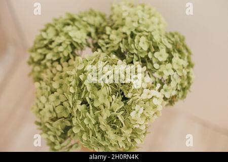 Foto von grünen Hortensien Blumen, Draufsicht auf dem Hintergrund des Holztisches. Stockfoto
