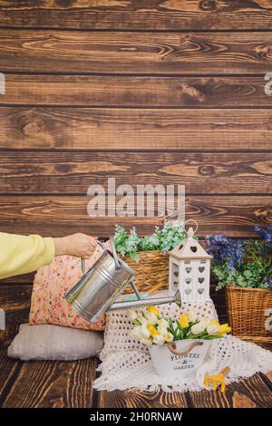 Foto von Holzhintergrund mit Frühlingsdekoren aus Blumen in Holzkisten und Töpfen. Nicht erkennbare Frauenhand wässert gelbe Tulpen aus Metallwasser Stockfoto