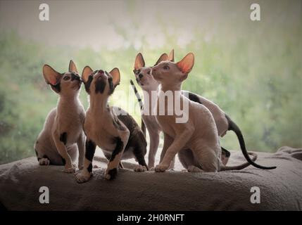 Vier Cornish Rex Kätzchen sitzen auf einem Bett und schauen nach oben Stockfoto