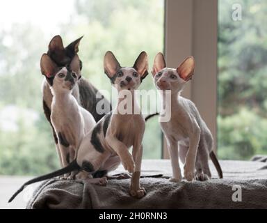 Vier Cornish Rex Kätzchen sitzen auf einem Bett Stockfoto