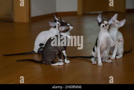 Vier Cornish Rex Kätzchen sitzen auf dem Boden und schauen nach oben Stockfoto