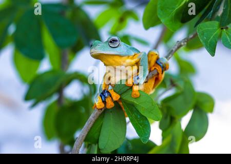 Wallace's fliegender Frosch sitzt in einem Baum, Indonesien Stockfoto