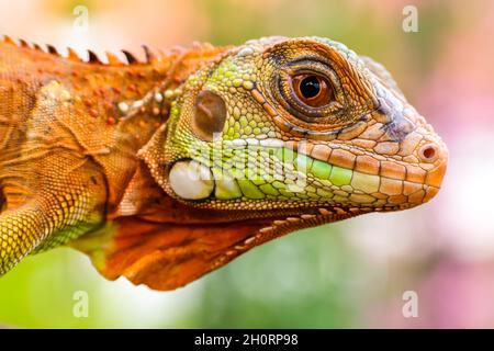 Nahaufnahme eines Super Red Leguan, Indonesien Stockfoto