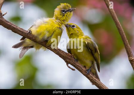 Zwei werkernde Weißaugen (Zosterops japonicus) auf einem Zweig, Indonesien Stockfoto