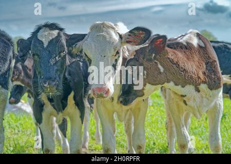 Drei Kühe stehen nebeneinander auf einer Wiese, Ostfriesland, Niedersachsen, Deutschland Stockfoto