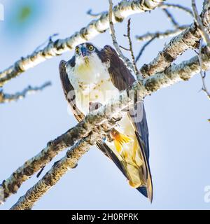 Fischadler in einem Baum mit einem Fisch, Kanada Stockfoto