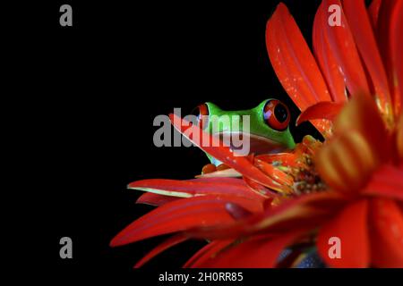 Roter Baumfrosch auf roter Blume, Indonesien Stockfoto