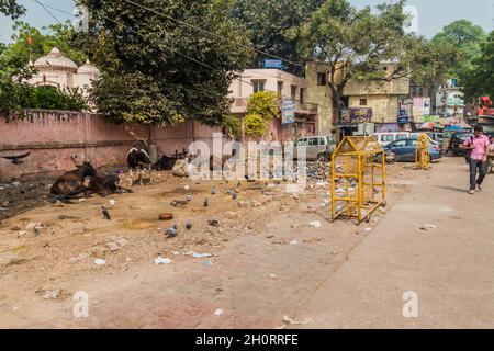 DELHI, INDIEN - 23. OKTOBER 2016: Mehrere Kühe im Zentrum von Delhi, Indien Stockfoto