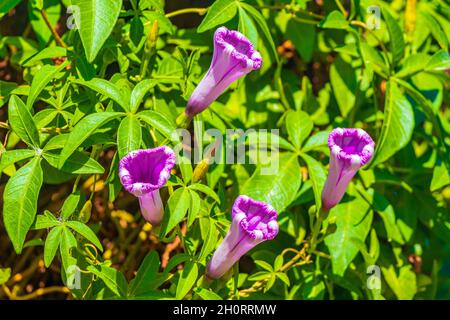 Rosa violett lila mexikanische Morning Glory Glories Ipomoea spp Blume auf Zaun mit grünen Blättern in Playa del Carmen Mexiko. Stockfoto