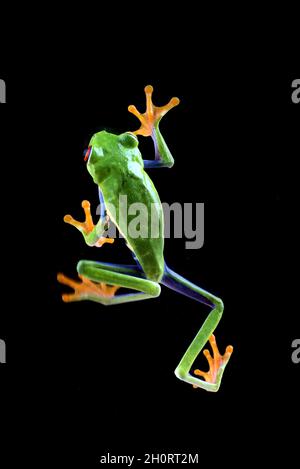 Ansicht von oben eines rotäugigen Baumfrosches auf schwarzem Hintergrund Stockfoto