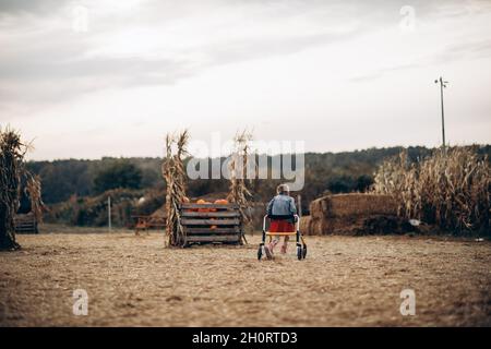 Ein behindertes Mädchen mit Rollstuhl geht auf einem Kürbisfeld. Stockfoto