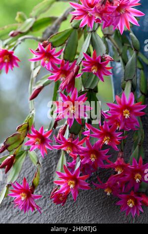 Leuchtende, hinterleuchtete rosa Blüten des Zygocactus Hatiora gaertneri, Familie Rhipsalideae. Auch bekannt als der Osterkaktus oder Pfingstkaktus Stockfoto