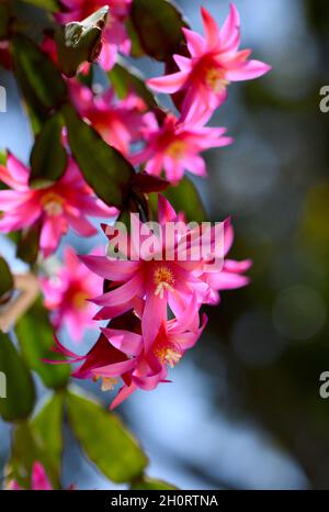 Leuchtende, hinterleuchtete rosa Blüten des Zygocactus Hatiora gaertneri, Familie Rhipsalideae. Auch bekannt als der Osterkaktus oder Pfingstkaktus Stockfoto