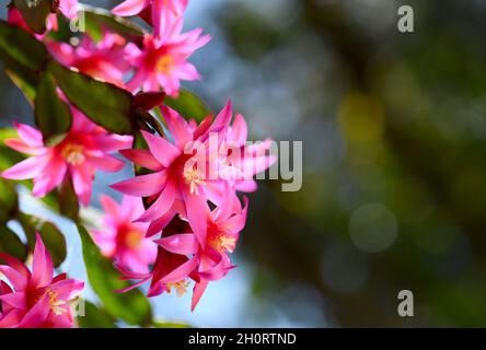 Frühling Natur Hintergrund mit lebendigen rosa Blüten des Zygocactus Hatiora gaertneri, Familie Rhipsalideae. Bekannt als der Osterkaktus oder Pfingsten Stockfoto