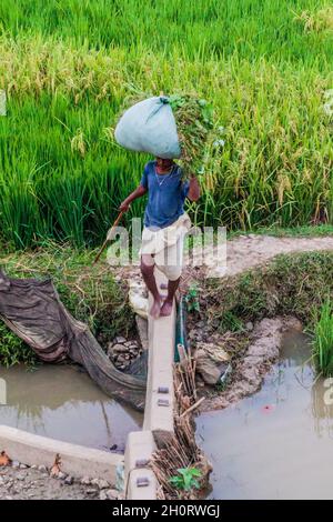 BIHAR-STAAT, INDIEN - 26. OKTOBER 2016: Lokale Bauern überqueren Reisfeld Bereich im Bundesstaat Bihar von Indien. Stockfoto