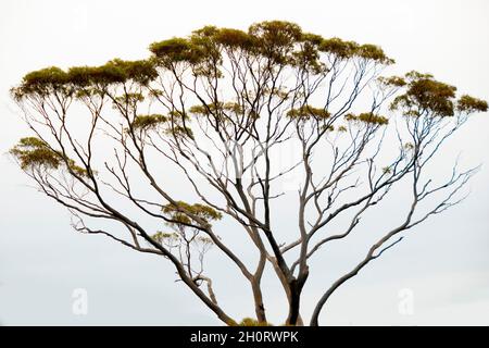 Eucalyptus Salmon Gum Tree - Western Australia Stockfoto