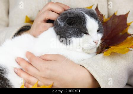 Eine Frau im Mantel umarmt eine schläfrige Katze mit Ahornblättern. Stockfoto