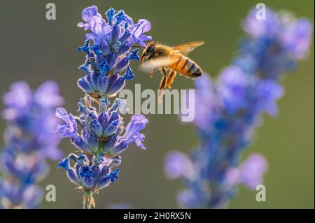 Bienen fliegen über Lavendelblüten auf einem Feld im Piemont Stockfoto